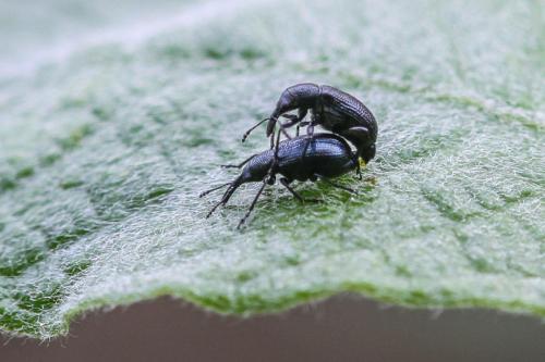 Temnocerus sp.